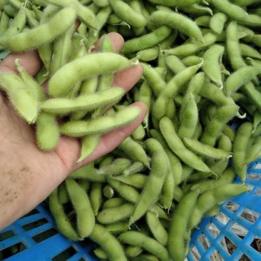 大名县翠绿宝饱满毛豆大量现货