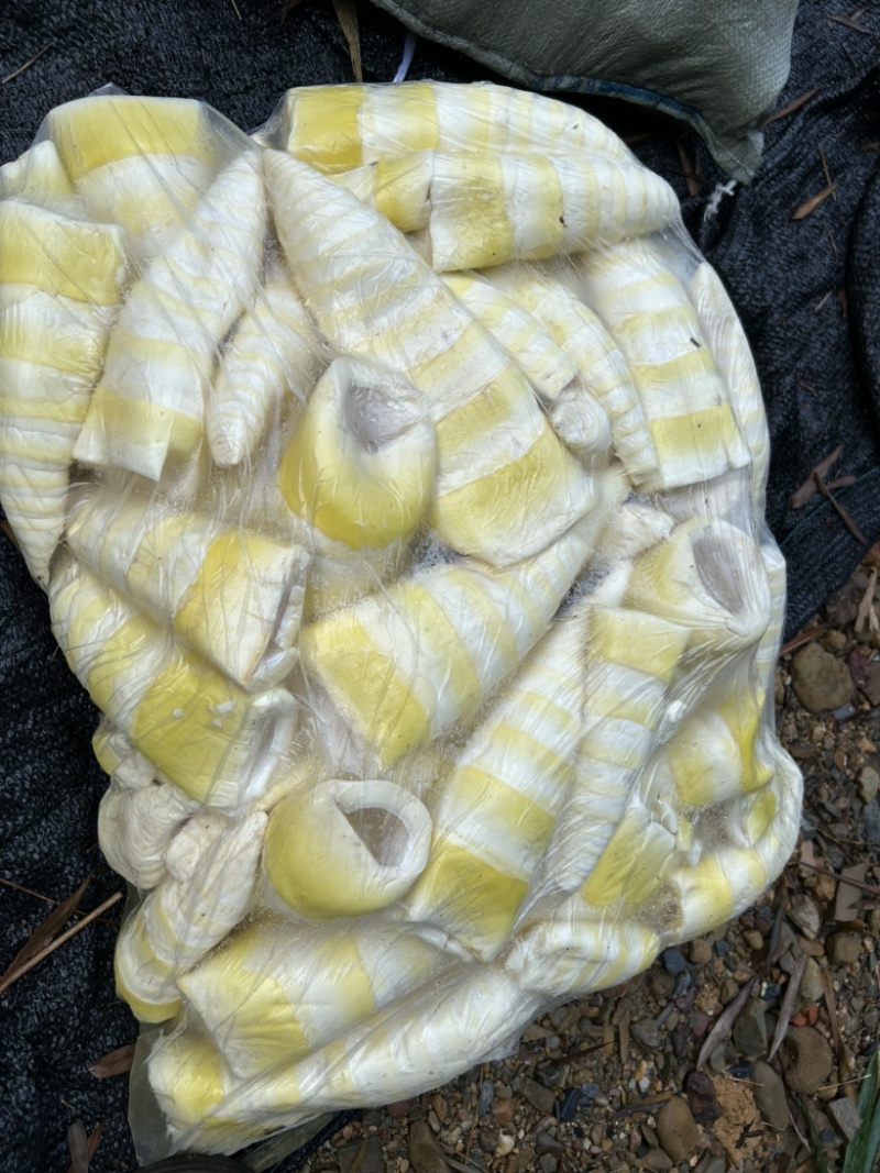 英德黄笋尾，麻竹笋尾