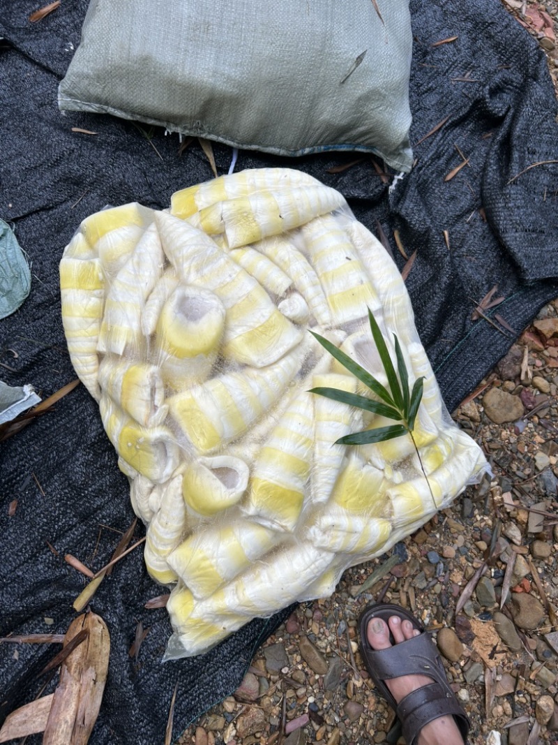 英德黄笋尾，麻竹笋尾