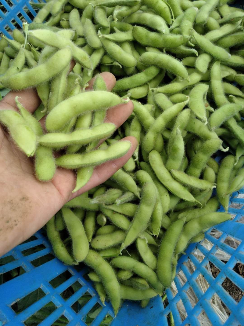 大名县翠绿宝饱满毛豆大量现货