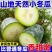 河南产区水果小冬瓜，上午采摘，下午发车