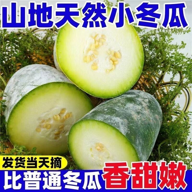 河南产区水果小冬瓜，上午采摘，下午发车