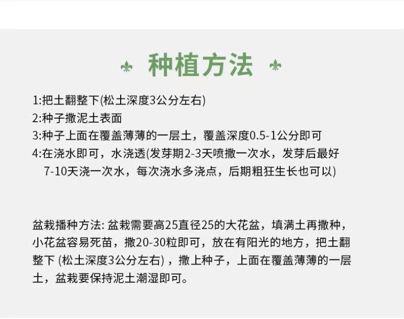 五彩石竹多年生易种花卉全国通用阳台庭院四季绽放厂家直销
