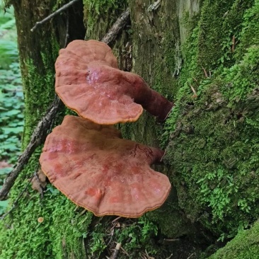 野生灵芝