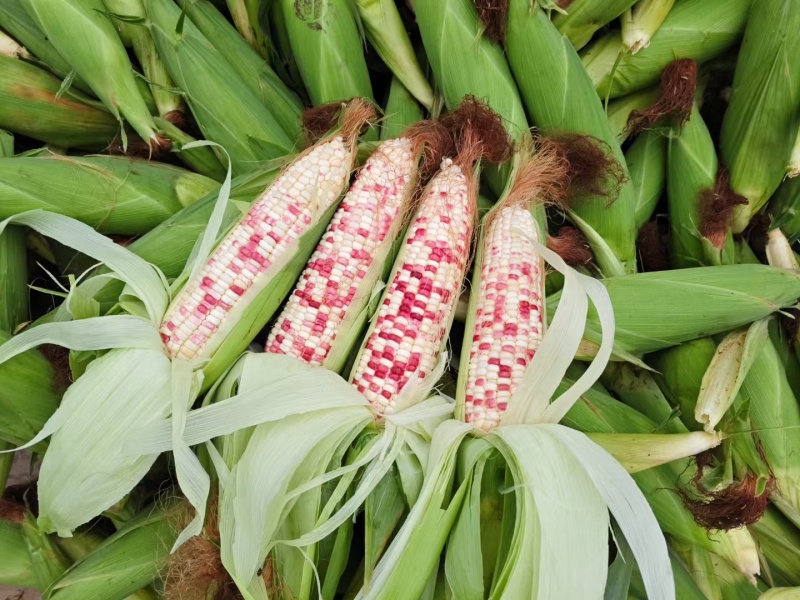 莱西花粘玉米上市