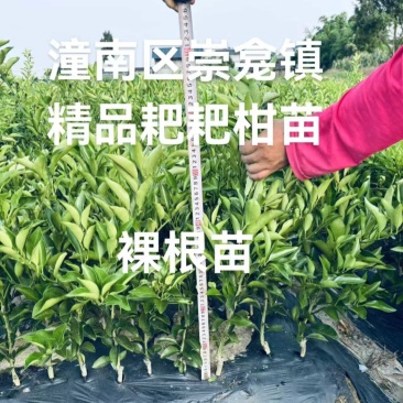 粑粑柑裸根苗产地直发大量有货价格实惠欢迎购买