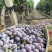 玫瑰香葡萄🍇🍇🍇🍇