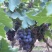 玫瑰香葡萄🍇🍇🍇🍇