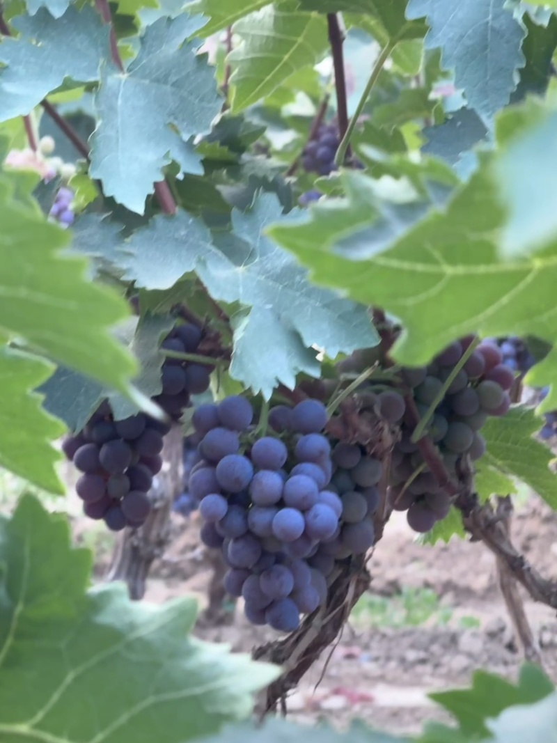 玫瑰香葡萄🍇🍇🍇🍇