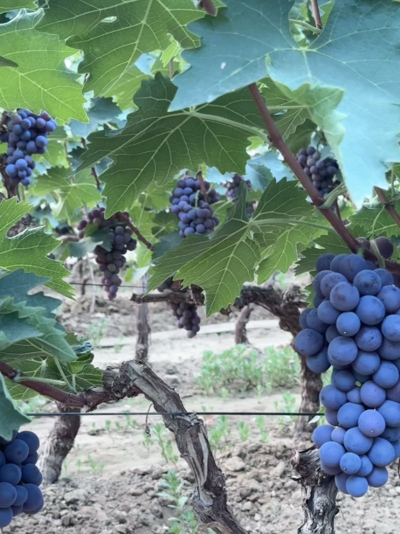 玫瑰香葡萄🍇🍇🍇🍇