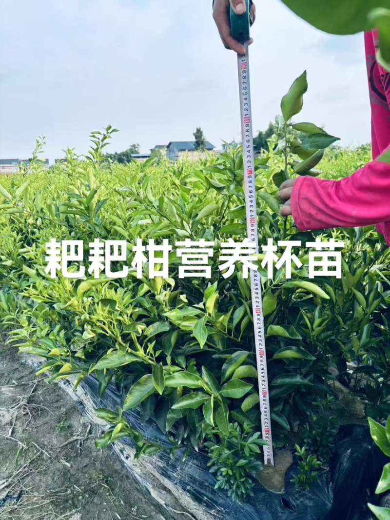 粑粑柑裸根苗产地直发大量有货价格实惠欢迎购买