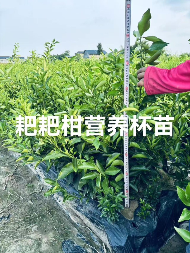 粑粑柑裸根苗产地直发大量有货价格实惠欢迎购买
