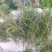 海蓬菜碱蓬草山东产地直发质量保证一手货源欢迎订购