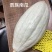 板栗南瓜.贝贝.金瓜.银瓜出口品质.出口中亚，马来等