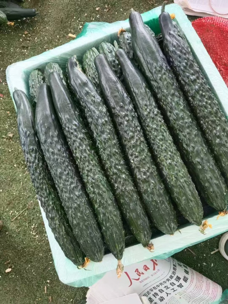 黄瓜品质保证服务周到产地直发价格美丽