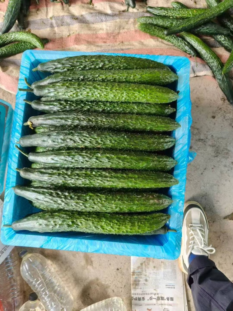 黄瓜品质保证服务周到产地直发价格美丽