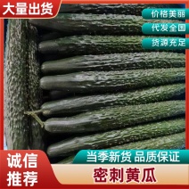 黄瓜品质保证服务周到产地直发价格美丽
