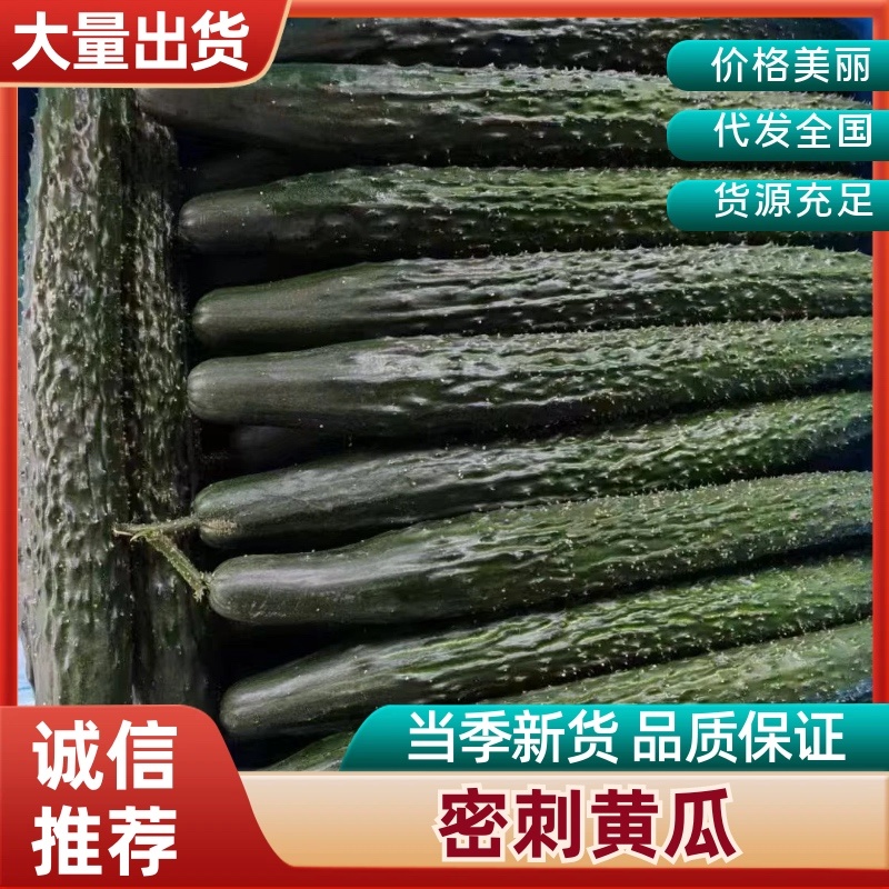黄瓜品质保证服务周到产地直发价格美丽