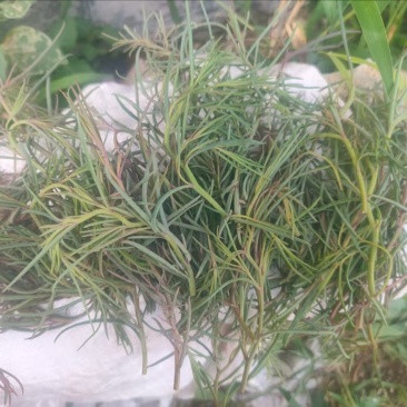 产地一手新鲜精品碱蓬草大量现货批发