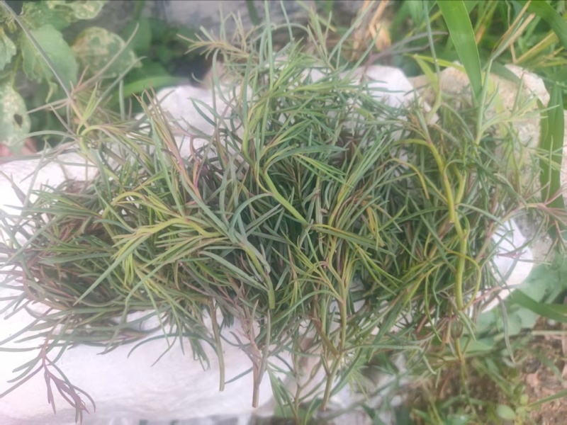 产地一手新鲜精品碱蓬草大量现货批发