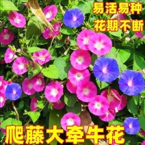 牵牛花种子爬藤大喇叭花矮牵牛花卉四季花籽厂家批发