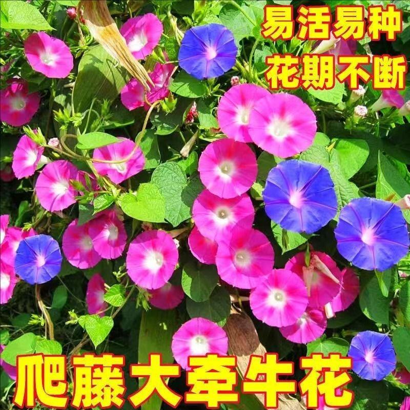 牵牛花种子爬藤大喇叭花矮牵牛花卉四季花籽厂家批发