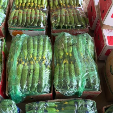 旱黄瓜大量
