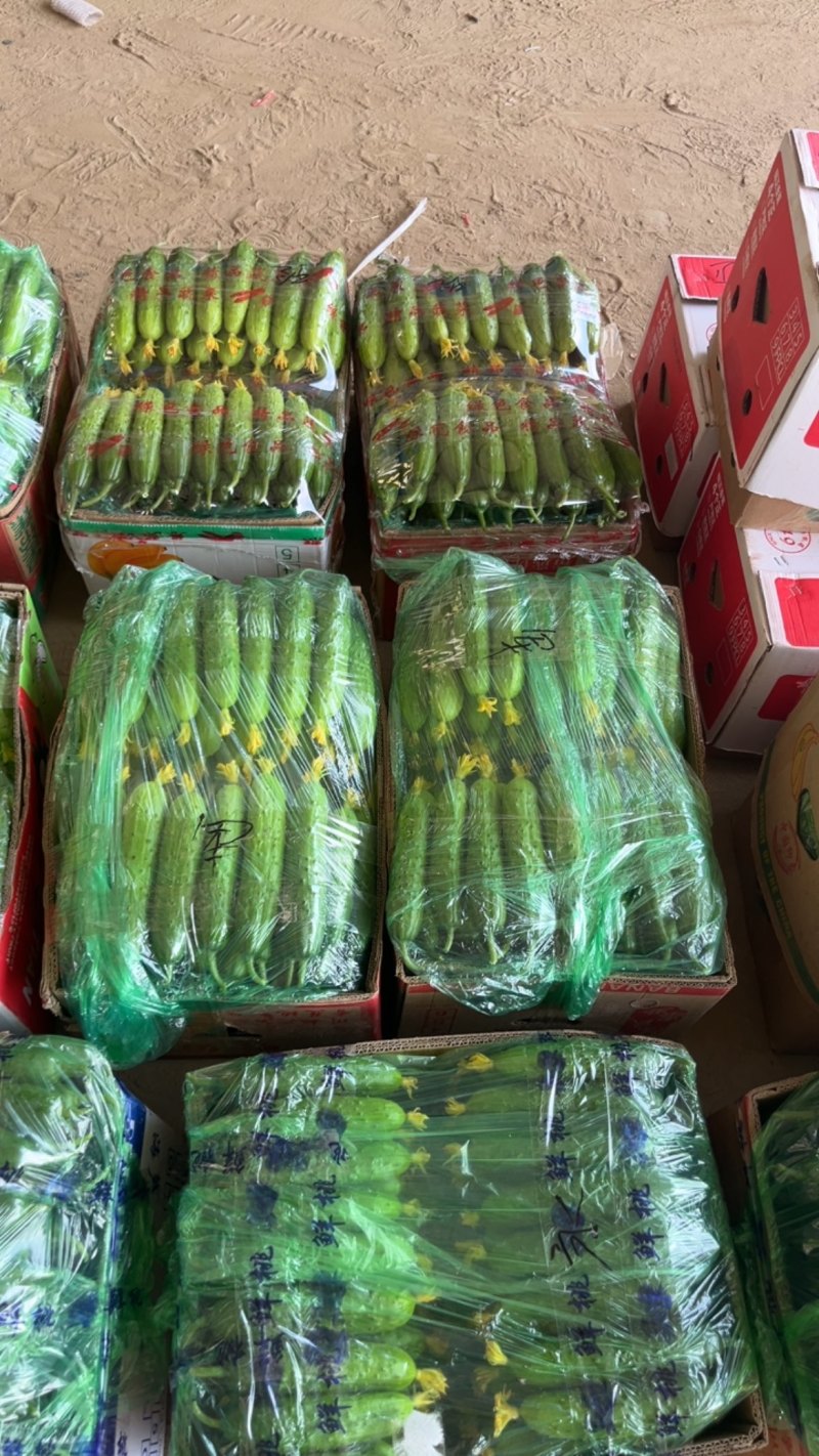 旱黄瓜大量