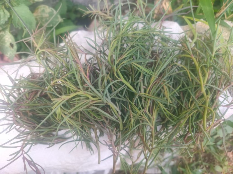 【推荐】碱蓬草时令特菜，山东特色小吃,一手货源价格实惠