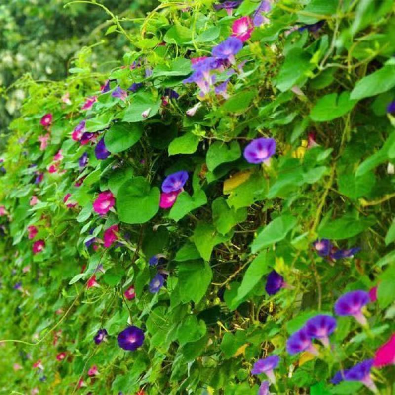 牵牛花种子爬藤大喇叭花矮牵牛花卉四季花籽厂家批发