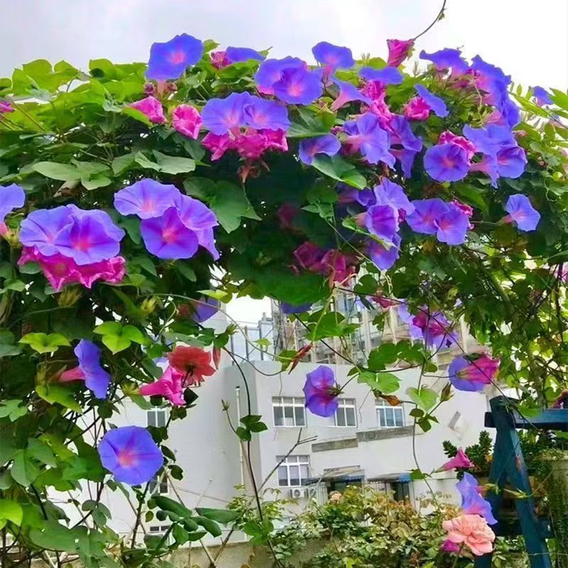 牵牛花种子爬藤大喇叭花矮牵牛花卉四季花籽厂家批发