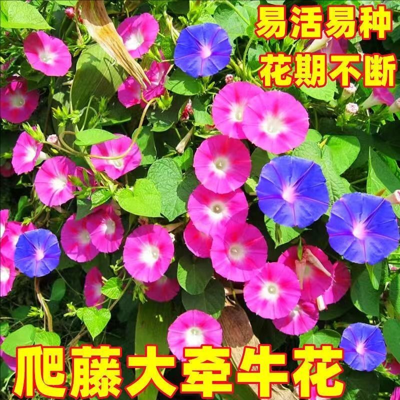 牵牛花种子爬藤大喇叭花矮牵牛花卉四季花籽厂家批发