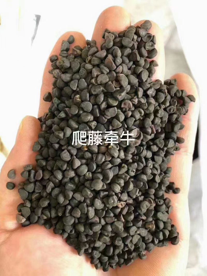 牵牛花种子爬藤大喇叭花矮牵牛花卉四季花籽厂家批发