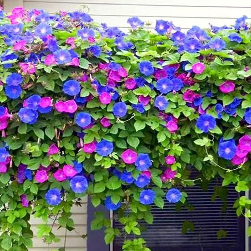 牵牛花种子爬藤大喇叭花矮牵牛花卉四季花籽厂家批发
