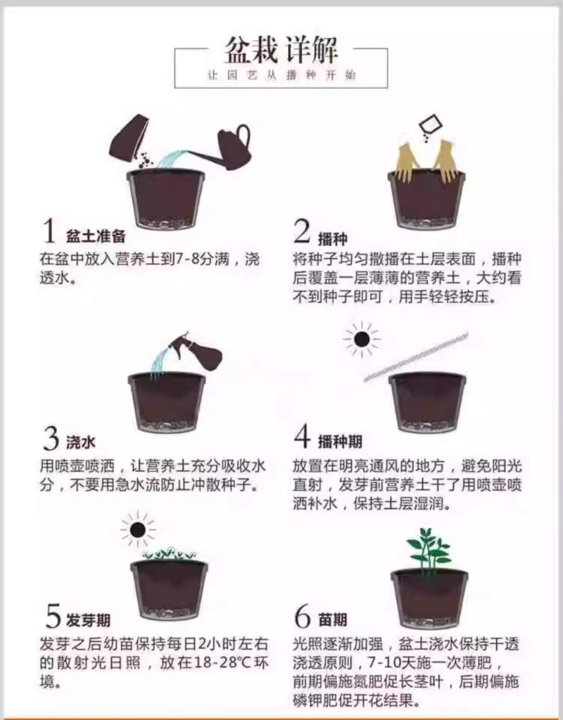 牵牛花种子爬藤大喇叭花矮牵牛花卉四季花籽厂家批发