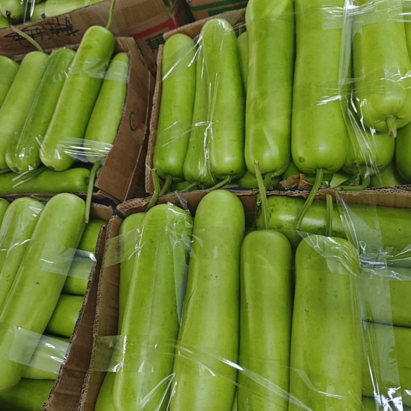 瓠子对接商超批发市场品质保证欢迎咨询