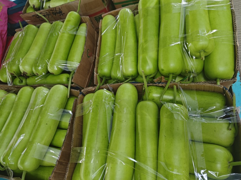 瓠子对接商超批发市场品质保证欢迎咨询