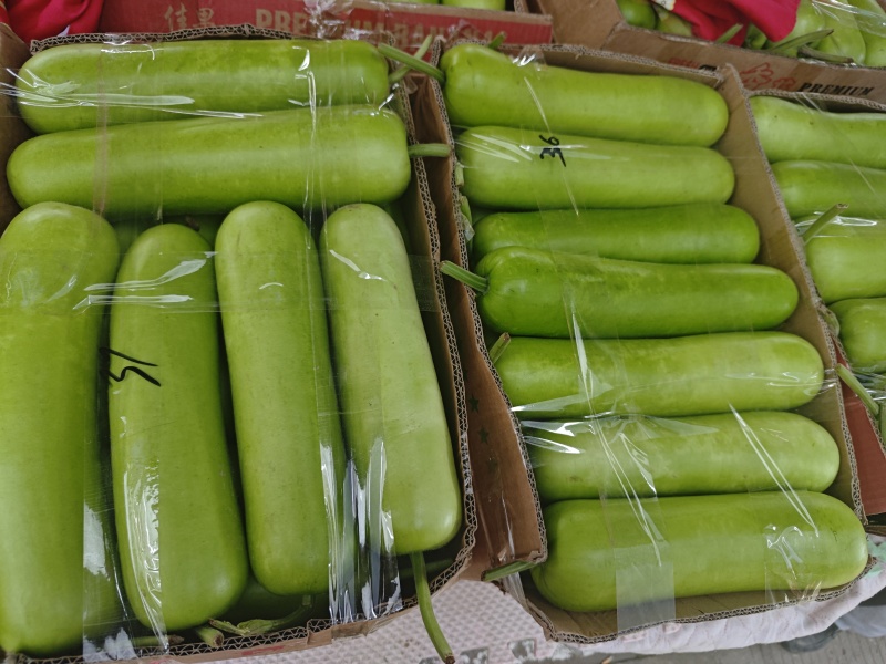 瓠子对接商超批发市场品质保证欢迎咨询