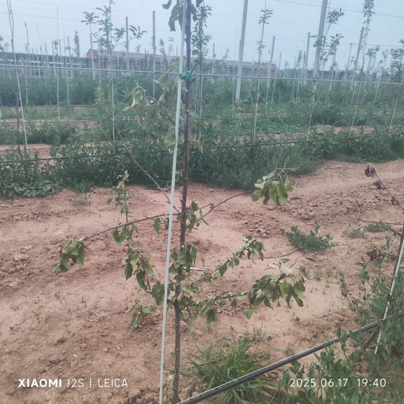 千阳县200亩苹果园转租