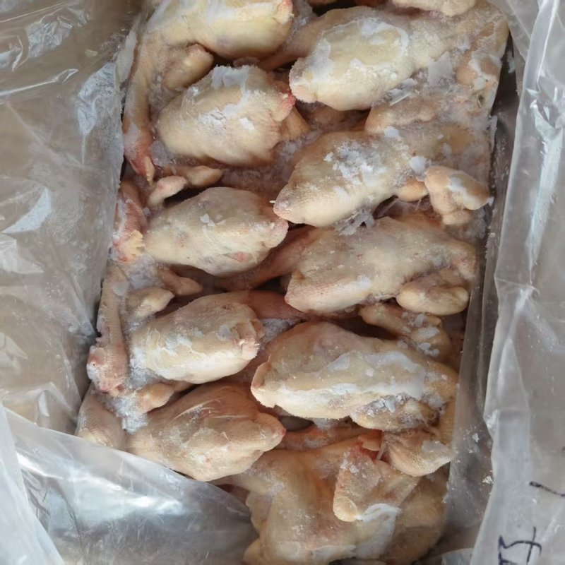 二级三黄鸡