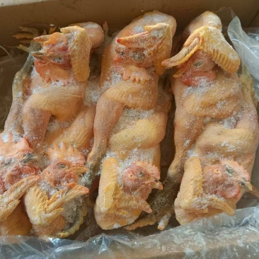 黑风公鸡