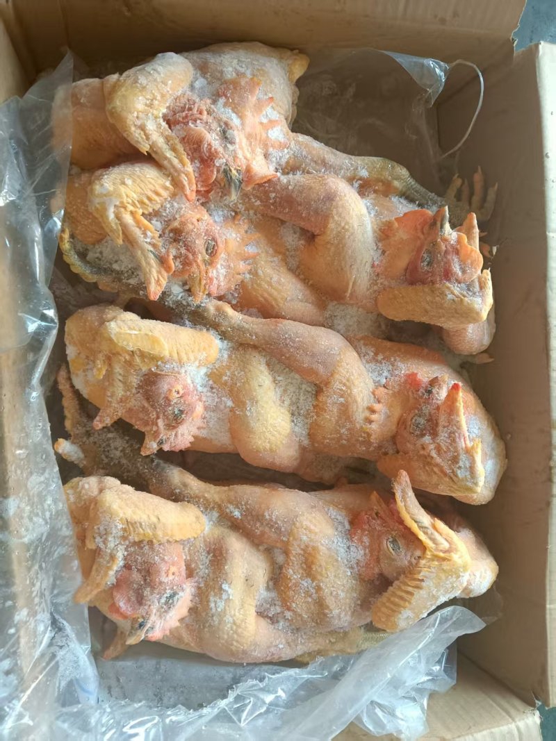 黑风公鸡