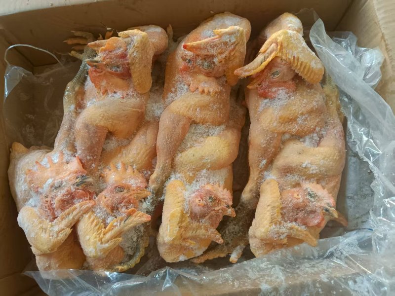 黑风公鸡