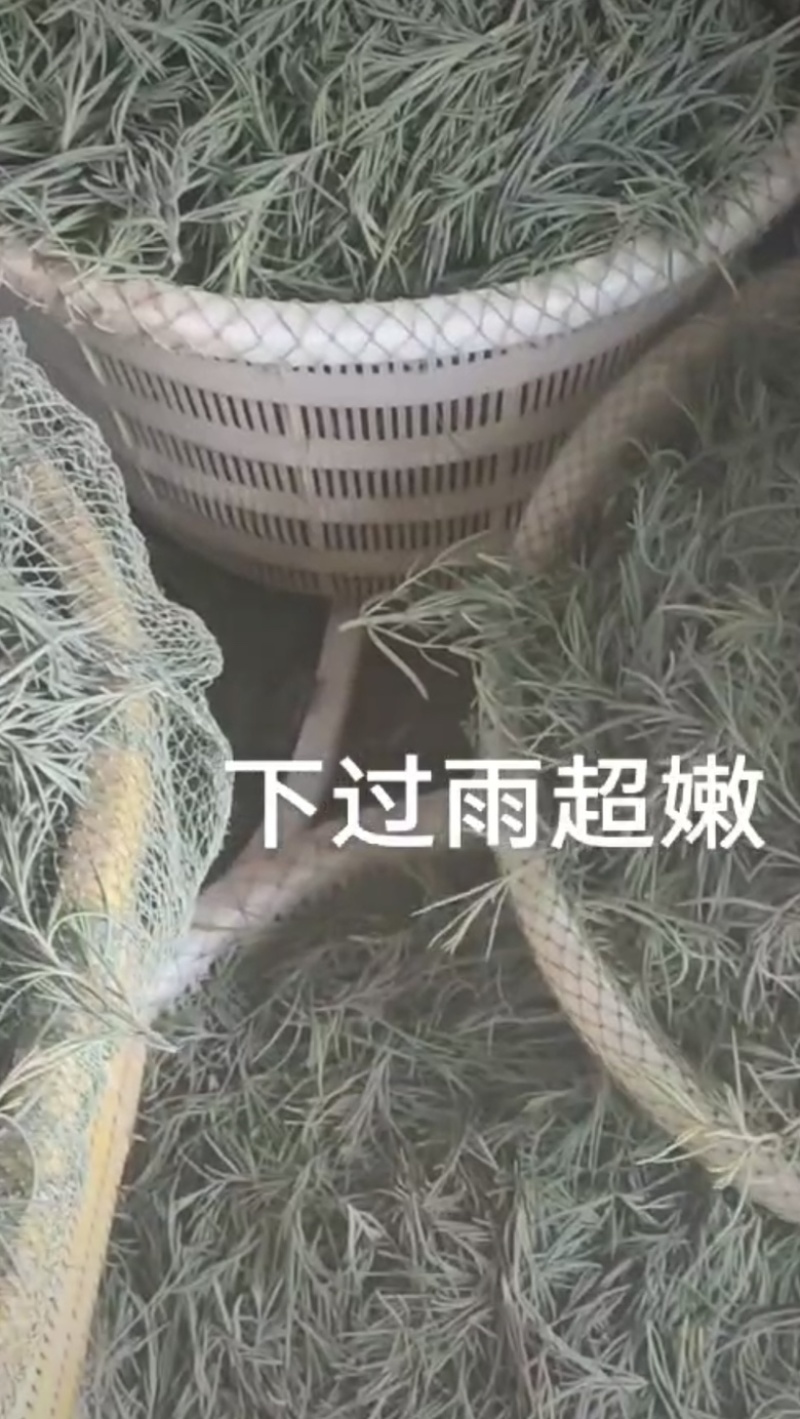 【高品质】碱蓬草产地直供一手货源价格实惠量大欢迎