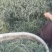 【高品质】碱蓬草产地直供一手货源价格实惠量大欢迎