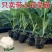 【精品】只卖带土菜花苗，松花菜苗，花菜苗穴盘苗