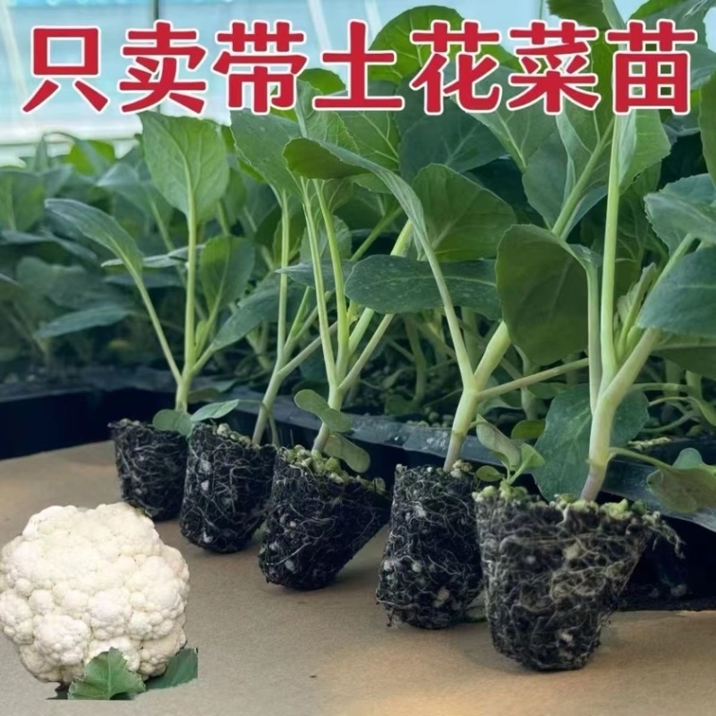 【精品】只卖带土菜花苗，松花菜苗，花菜苗穴盘苗