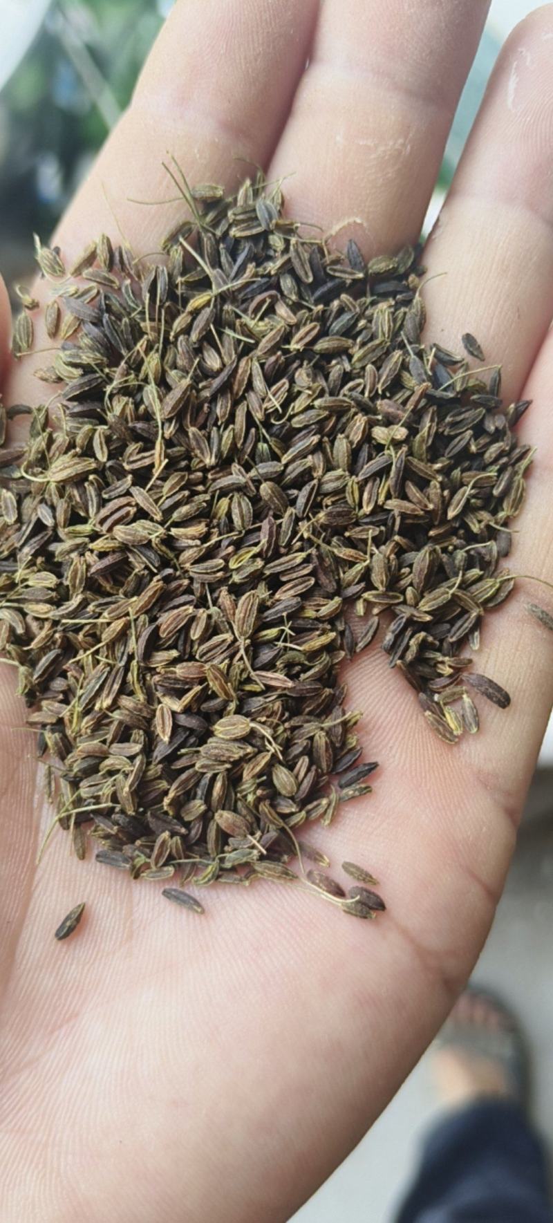 新产南沙参种子药材种子沙参籽春秋种植一年生论斤卖