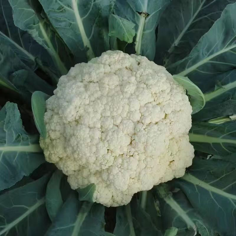 【精品】只卖带土菜花苗，松花菜苗，花菜苗穴盘苗