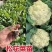【精品】只卖带土菜花苗，松花菜苗，花菜苗穴盘苗